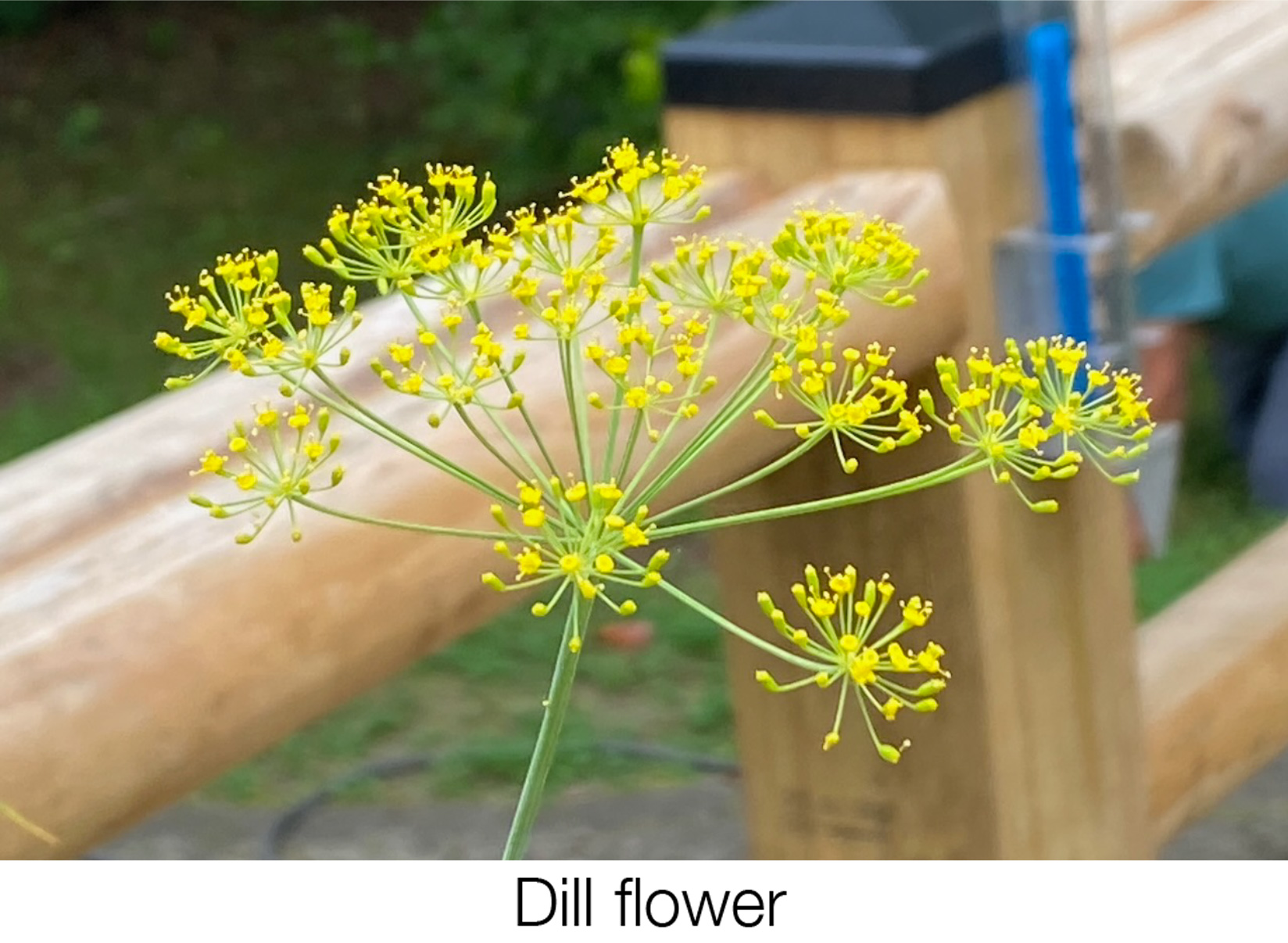 February 2026 Monthly Gardening Tips