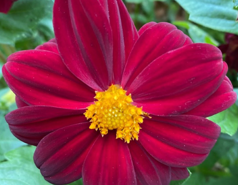 Velvety deep red Dahlia shrub