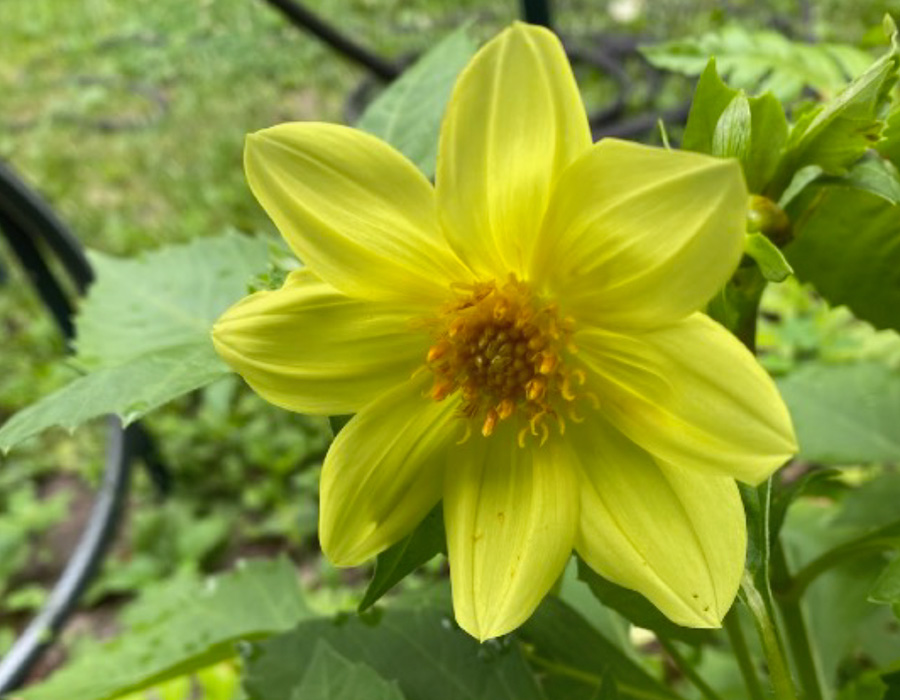 Velvety deep red Dahlia shrub