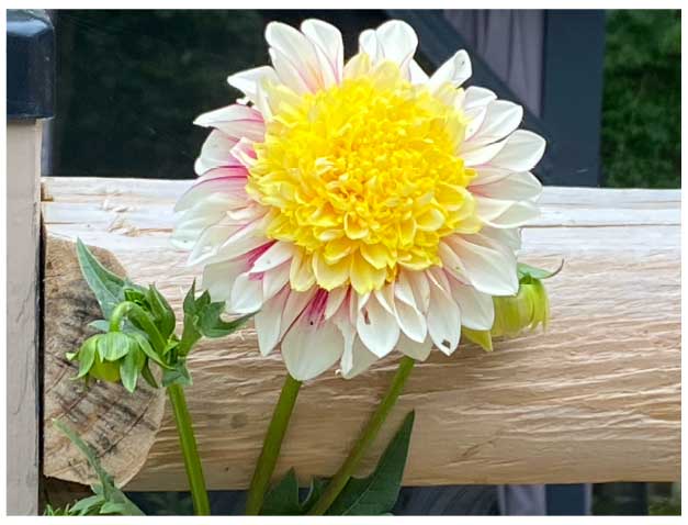 July 2026 Monthly Gardening Tips