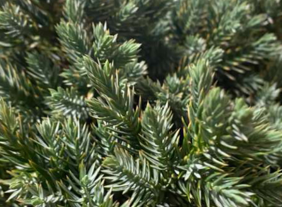 November Monthly Gardening Tips - Blue Star Juniper