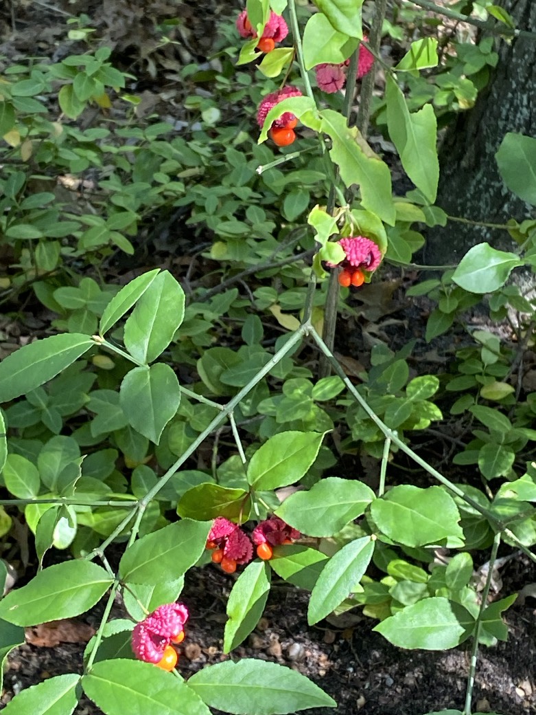 Native American strawberry bush with magenta seed pods and bright orange seeds