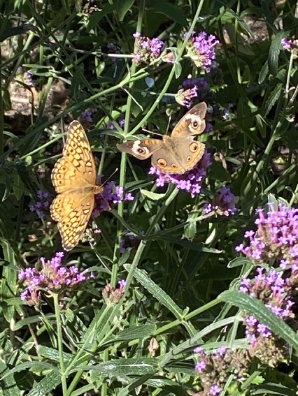 Butterflies visiting purple Verbena bonariensis blooms