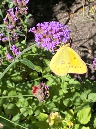 Yellow butterfly on purple verbena flowers