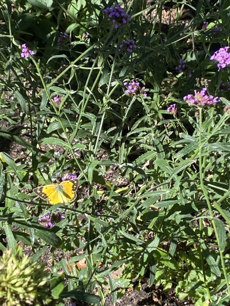 Yellow butterfly among tall verbena plants